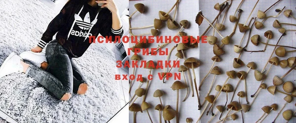 хмурый Аркадак